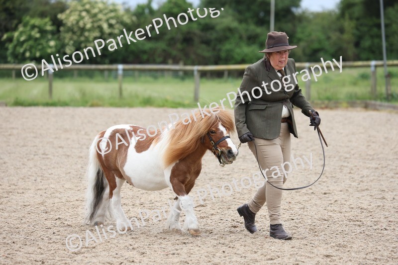 20250524-0425 - Class 5 - Minitures and Sheltands