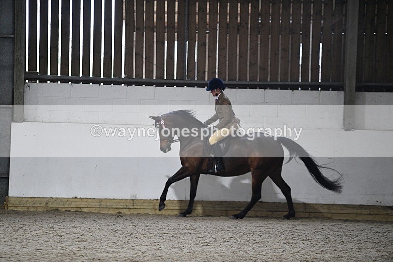 WJ5_8963 - Class 15 Ridden Show Horse