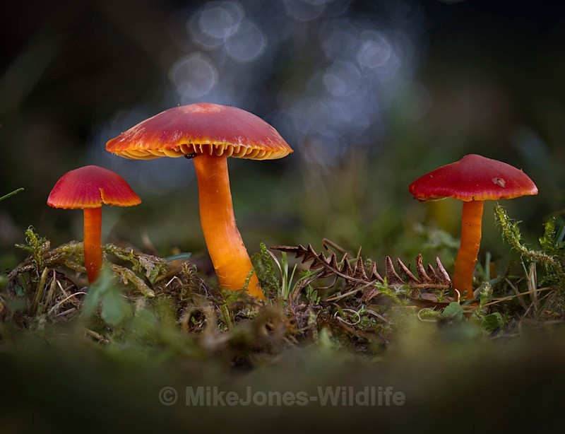 Waxcaps, Aberduna nature reserve, North wales - AUTUMN 2025 FUNGI/MUSHROOMS