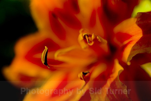  - Flowers and Plants