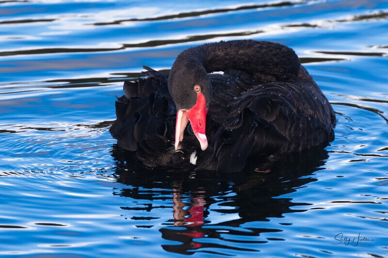 Black Swan Preening. 0A3A0724 - Black Swans and cygnets
