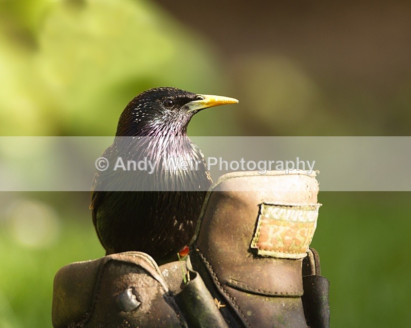 20110410-IMG_3335-140 - Starlings