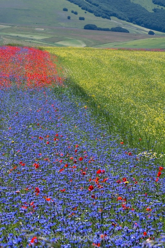  - Plants: wide-angle