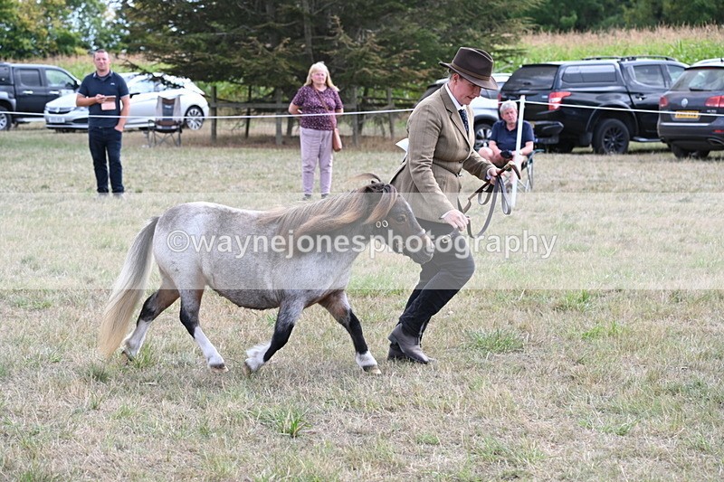 WJ6_6977 - Class 21 Shetland & Mini Horses