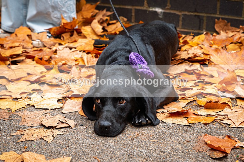 Z62_4544 - Animals In War Memorial 2025 - Park Lane, London