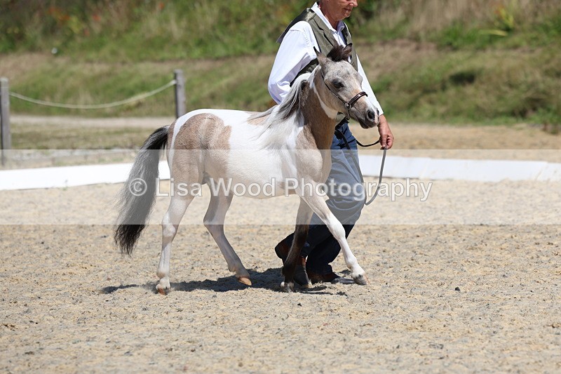 3E7A9451 - Class 30: Mnititature Horse