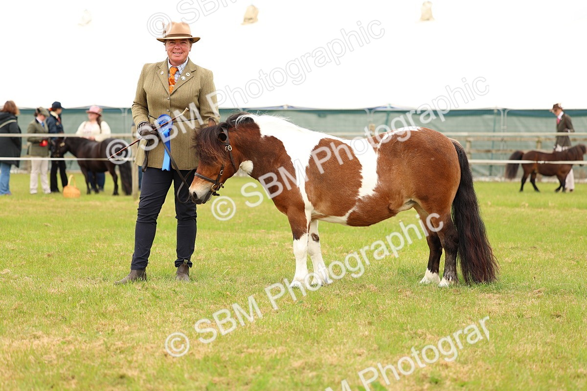 SBM_04398 - Class 64-67 - Shetland Pony In Hand
