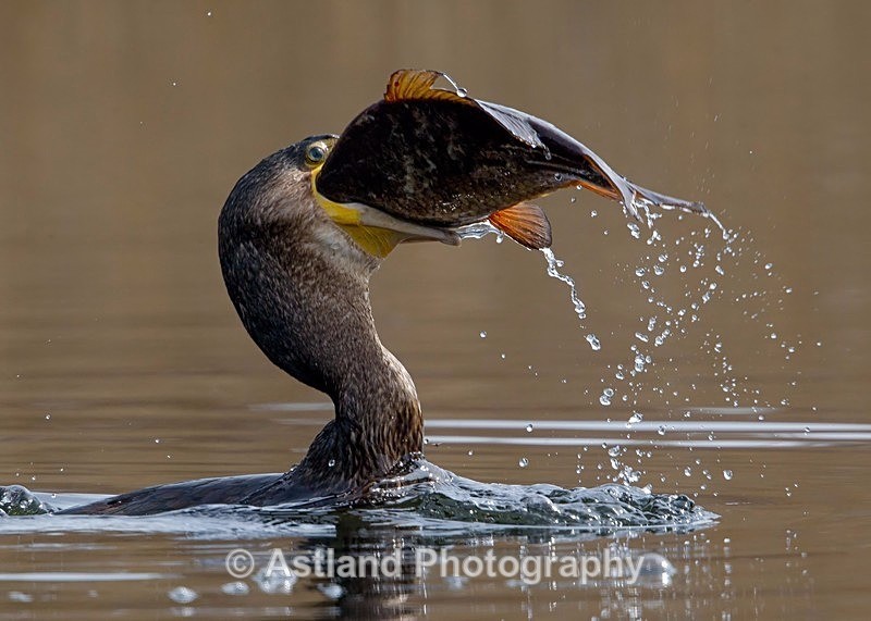 Astland Photography, Bird and Wildlife Images, Susan and Peter Wilson, U.K.