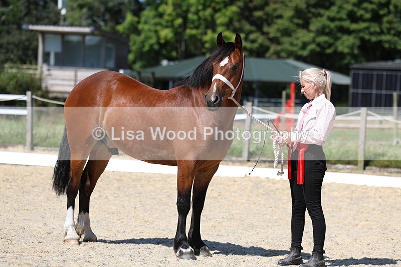 3E7A9903 - In Hand Championship