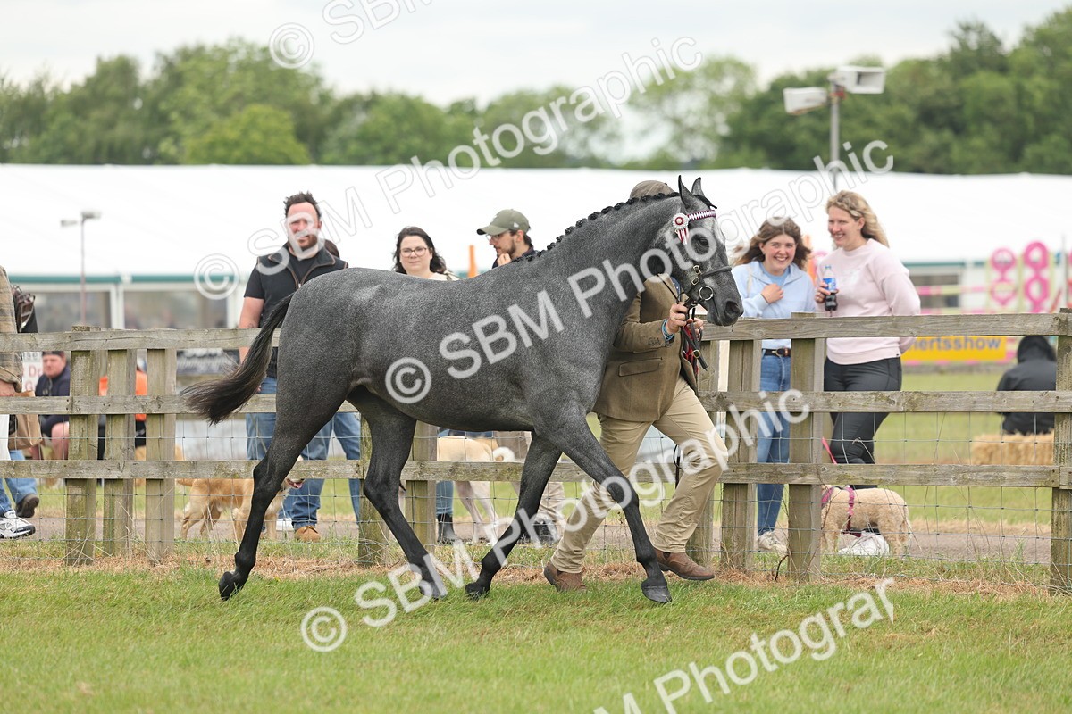 SBM_05560 - Class 68-73 - Riding Pony Breeding