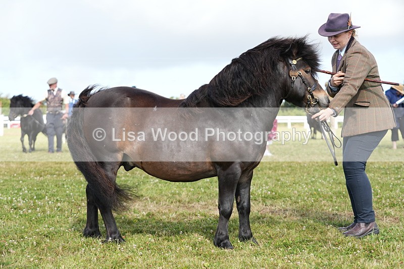 DSC05312 - Class 49: NPS Shetland 4 years and over