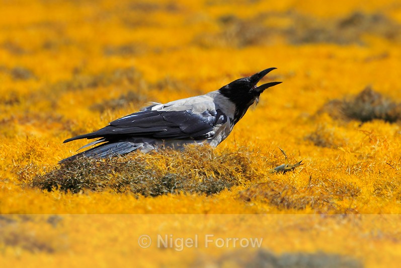 Hooded Crow finds a crab amongst the seaweed - Hooded Crow