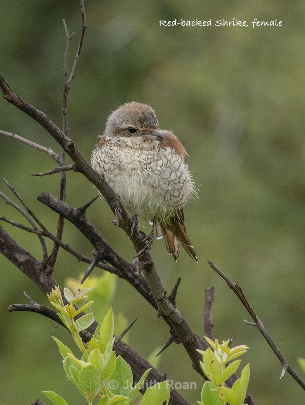  - South Africa Birds and Mammals