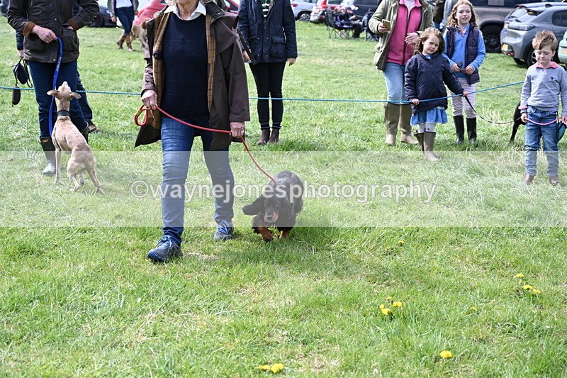 WJ6_8981 - Class 8 Best Working / Gun Dog or Bitch