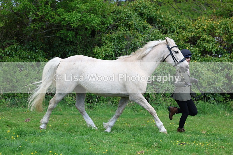 3E7A0509 - Class 20: Sports Horse