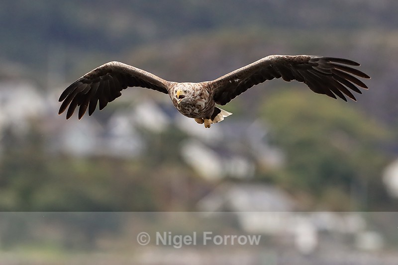 White-tailed Sea-Eagle approaches calling, Norway - White-tailed Sea-Eagle