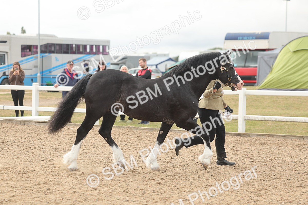 SBM_03206 - Class 16 - IH M&M Wildcard