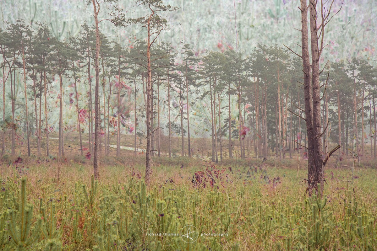 Spruce roses - ALTERED REALITY