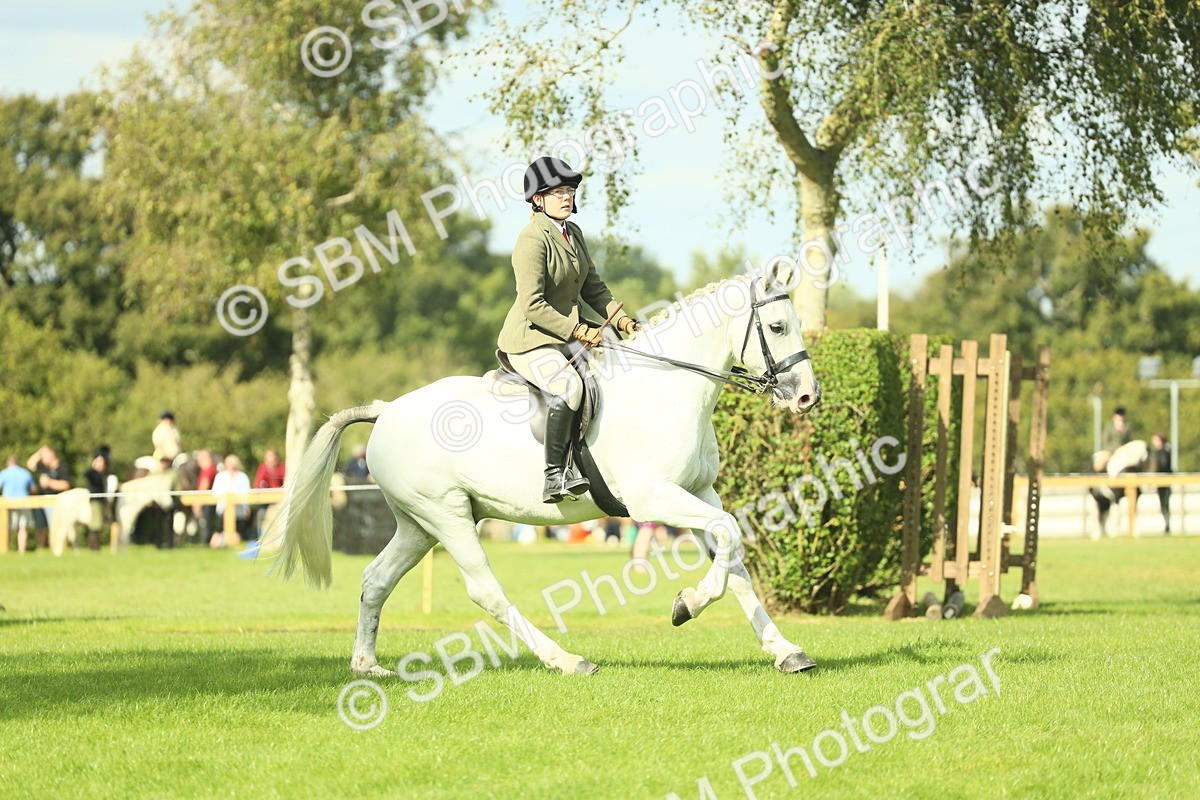 SBM_47930 - S32 - Novice & Newcomers Working Hunter
