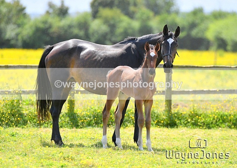 WJ5_4217 - Lyford Stud - Foals 01-06-25