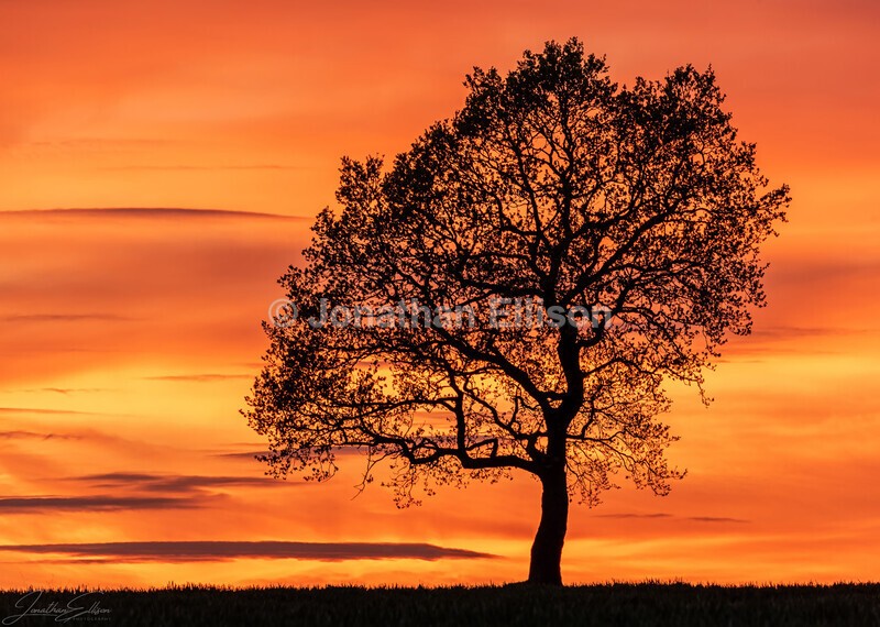 Sunset Tree - Lancashire