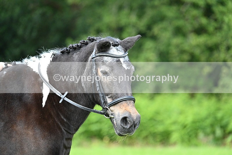 WJ7_1702 - Class 11 Condition & Turnout