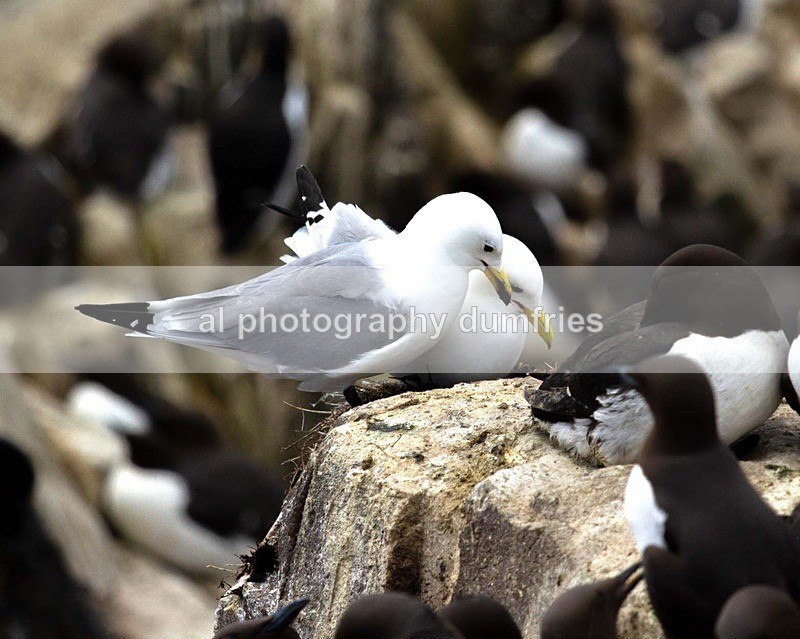 _CNP0496 - Farne Isles