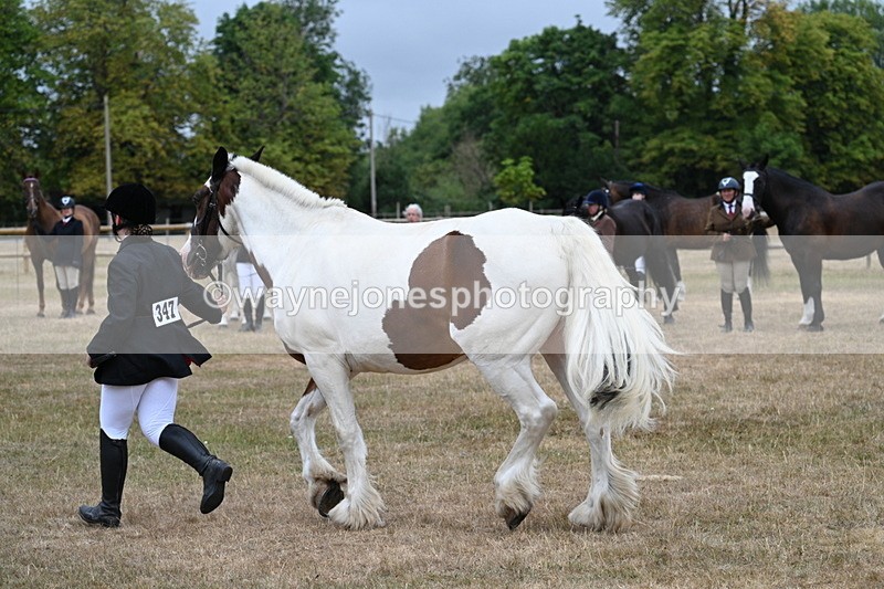WJ7_0062 - Class 5a Most Handsome Gelding (above 14.2hh)
