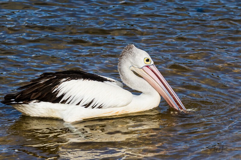 Single pelican on water 1. 0A3A6217 - Pelicans