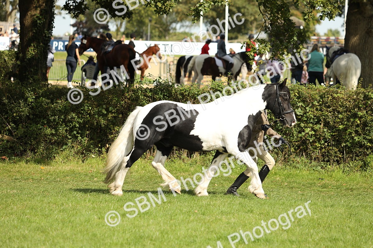 SBM_68568 - S40 - Junior Handler 9-12 Years