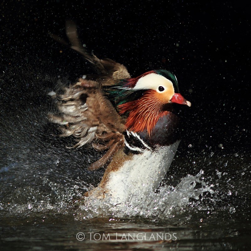 Mandarin Duck - All Other Birds