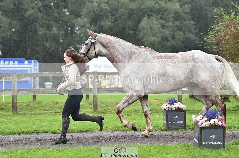 231018-122828-00318 - 038-IRISH.KONNECTION-Natasha.Anson-TrotUp