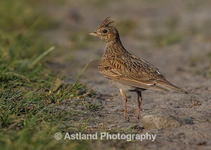 Astland Photography, Bird and Wildlife Images, Susan and Peter Wilson, U.K.