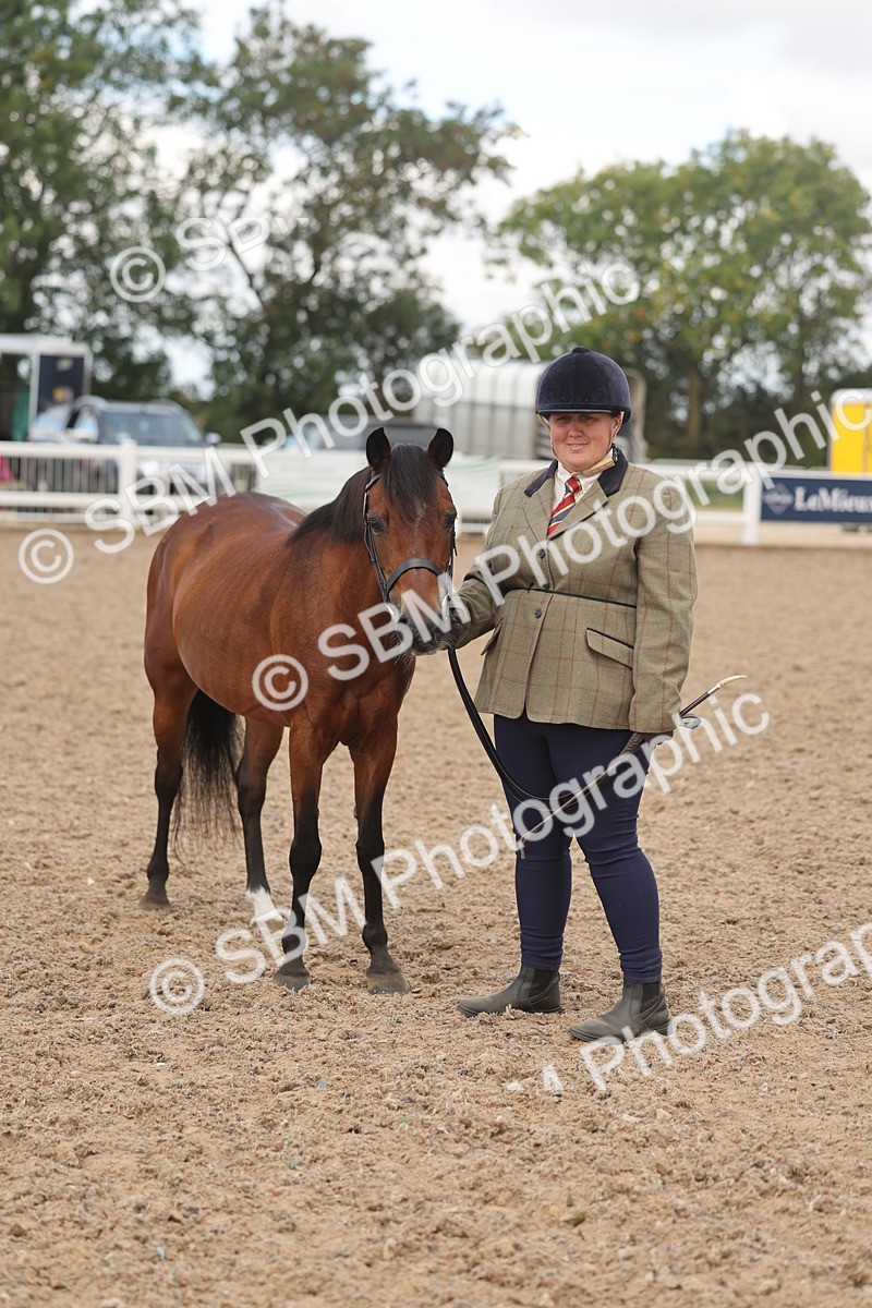 SBM_04340 - Class 17 - Prettiest Mare (IH or Ridden)
