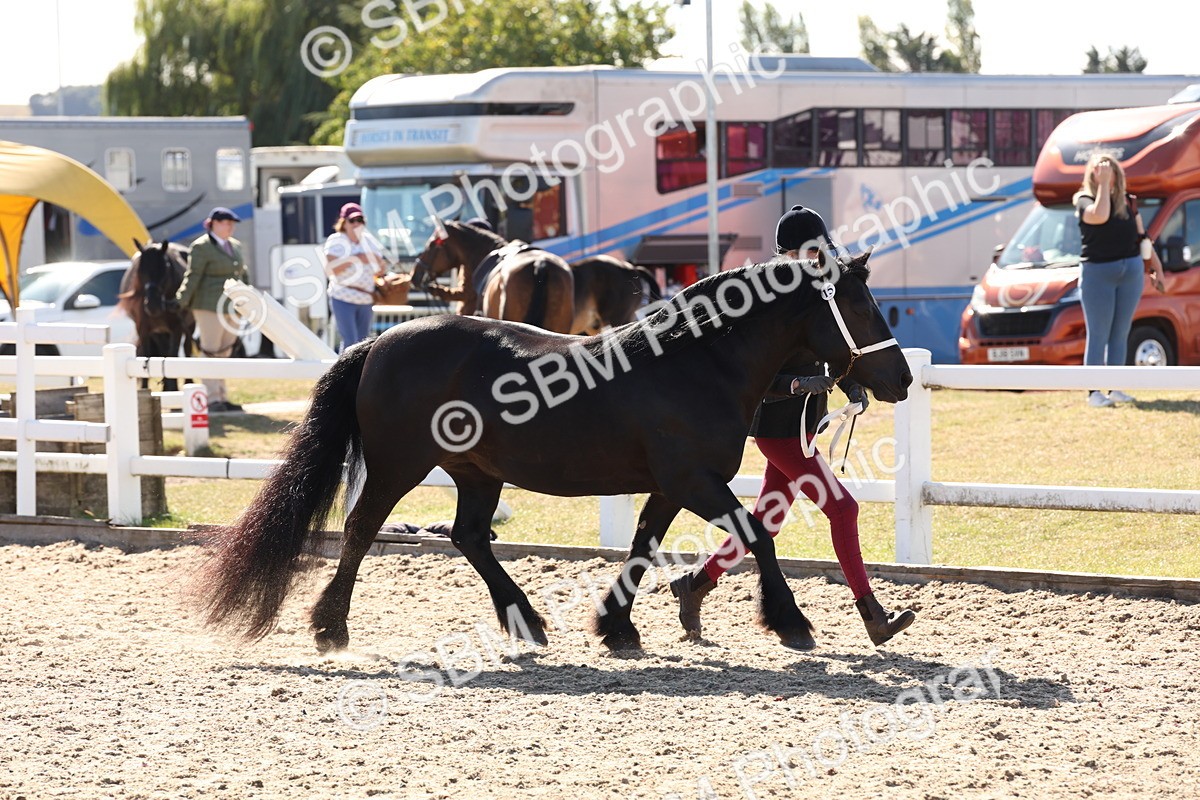 SBM_13900 - Class 205 - IH Show Pony - Show Hunter Pony