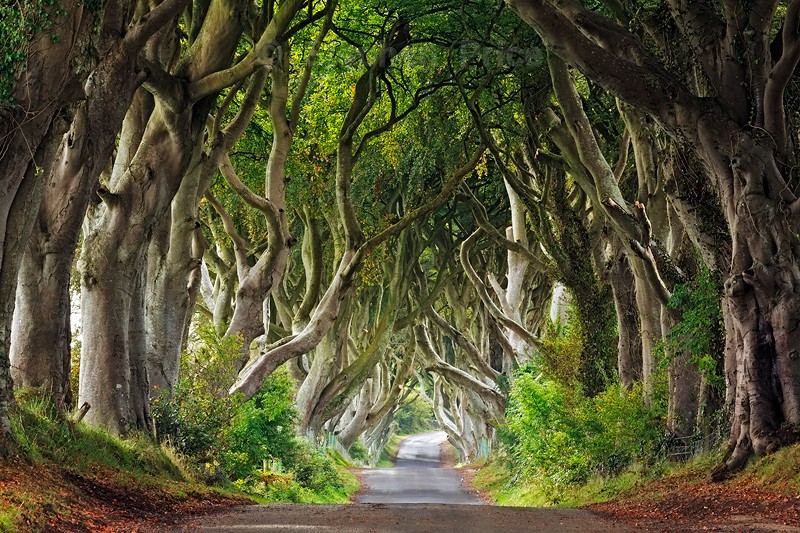 Dark Hedges | Northern Ireland Photography Locations