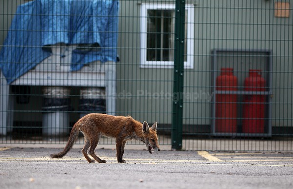 - Urban Foxes, Bristol, Great Britain