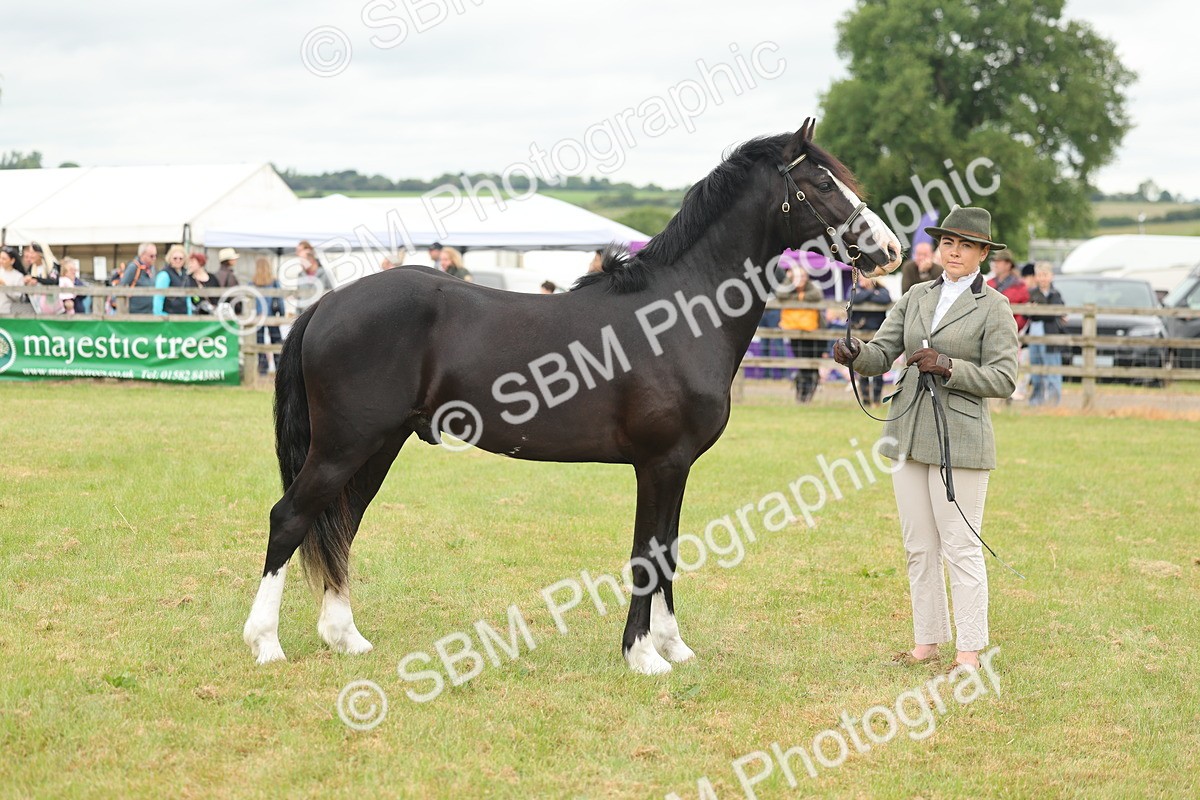 SBM_04824 - Class 50-57 - M&M Welsh Pony In Hand