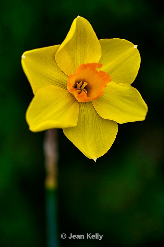 Single Daffodil - DSC_3774 - Yellow