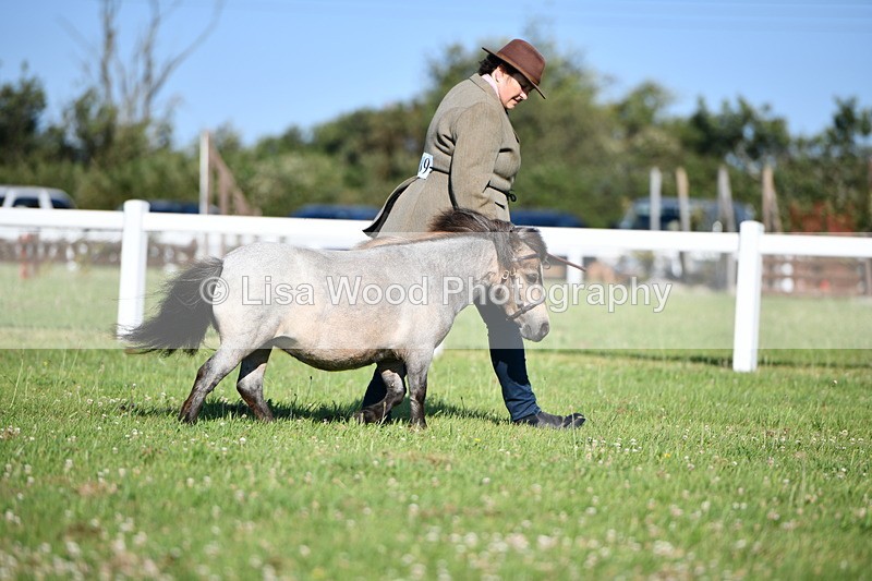 DSC_5426 - Class 49: NPS Shetland Youngstock