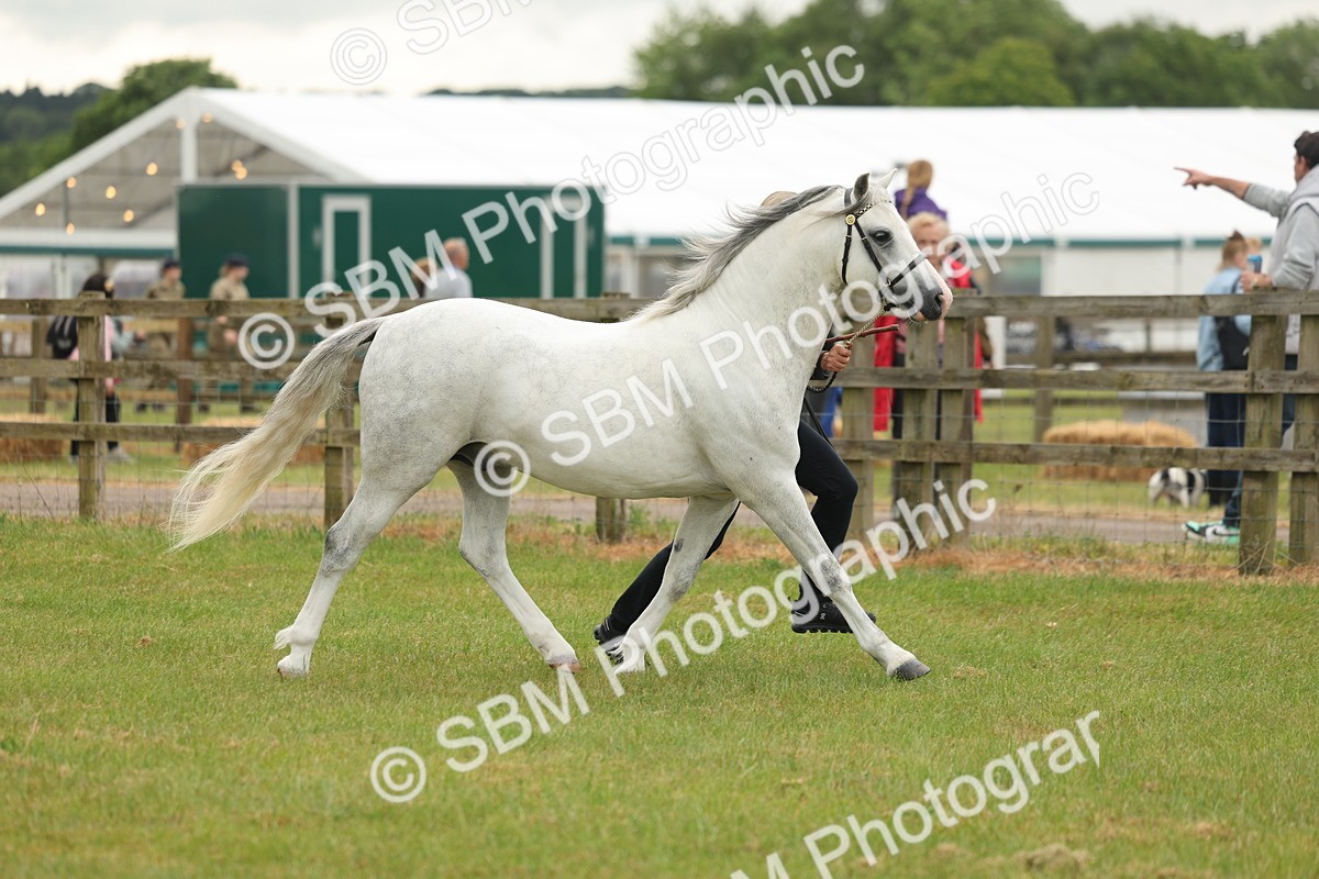 SBM_02215 - Class 50-57 - M&M Welsh Pony In Hand