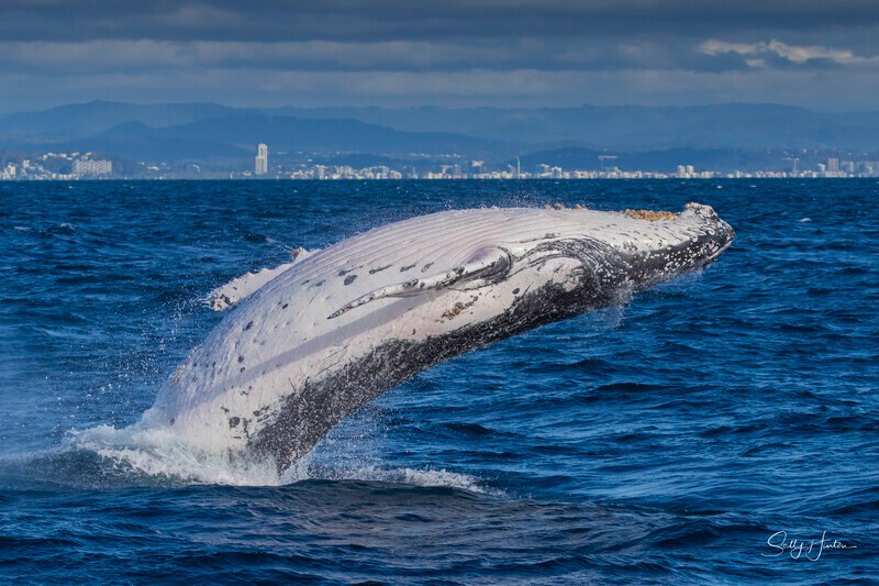 0A3A2715 - 2024 Whale Photos