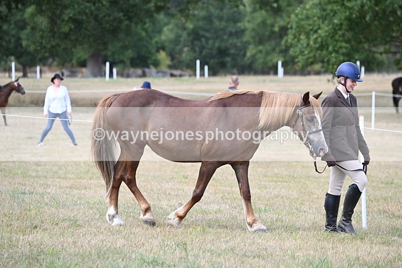 WJ6_6393 - Class 20 In-hand Cob