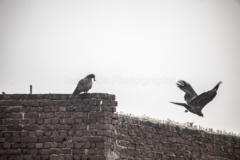  - Indian - People, Culture, Wildlife & landscape