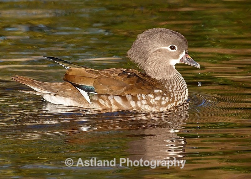 Astland Photography, Bird and Wildlife Images, Susan and Peter Wilson, U.K.