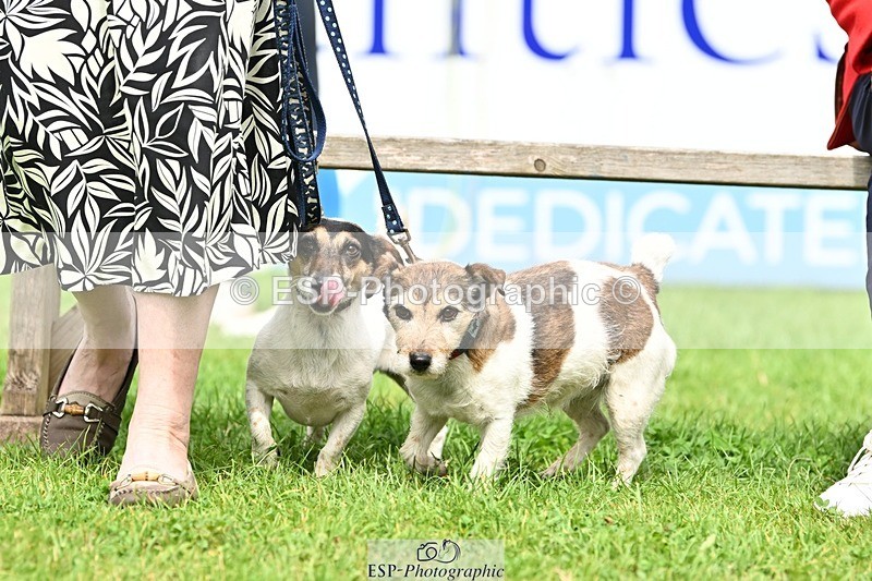 240811-131954-05972 - Dog Photos