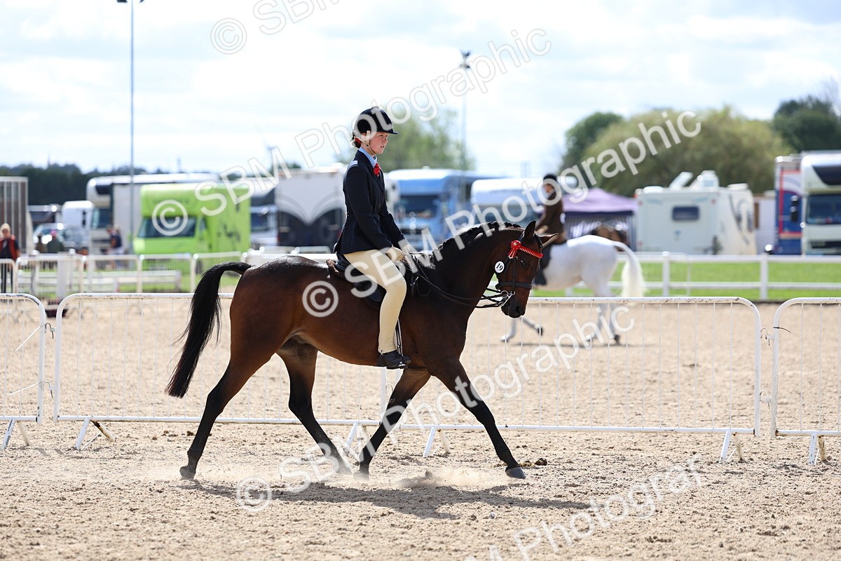 SBM_13268 - Class 311 - Ridden Show Pony Show Hunter Pony