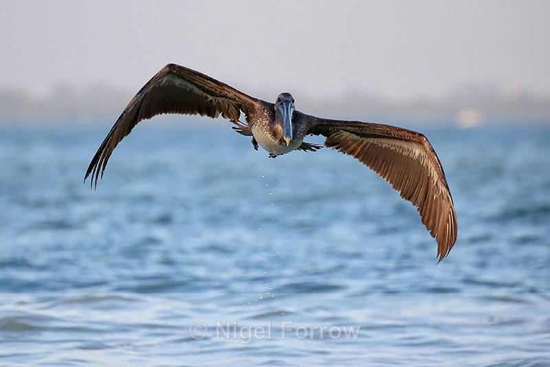 Brown Pelican flying head-on, Sanibel Island, Florida - Brown Pelican