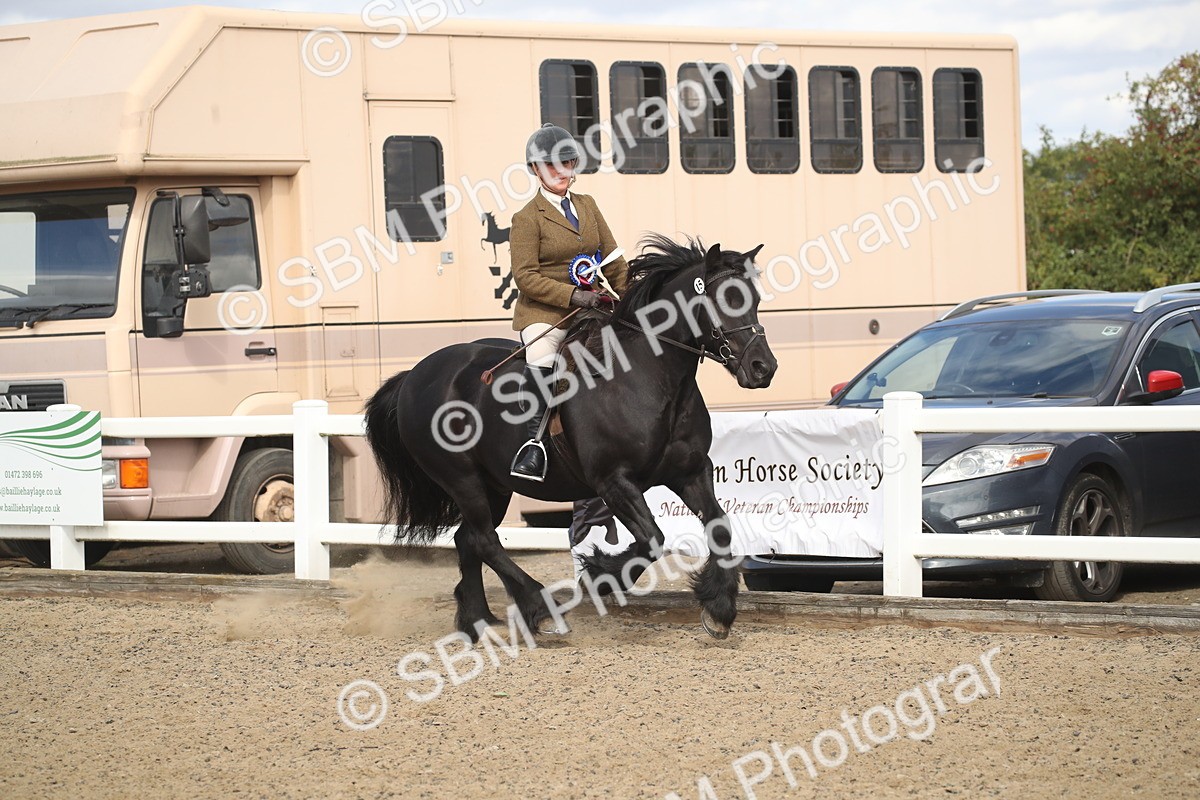 SBM_14611 - Class 505a - M&M Working Veteran - 50cm (15-19)