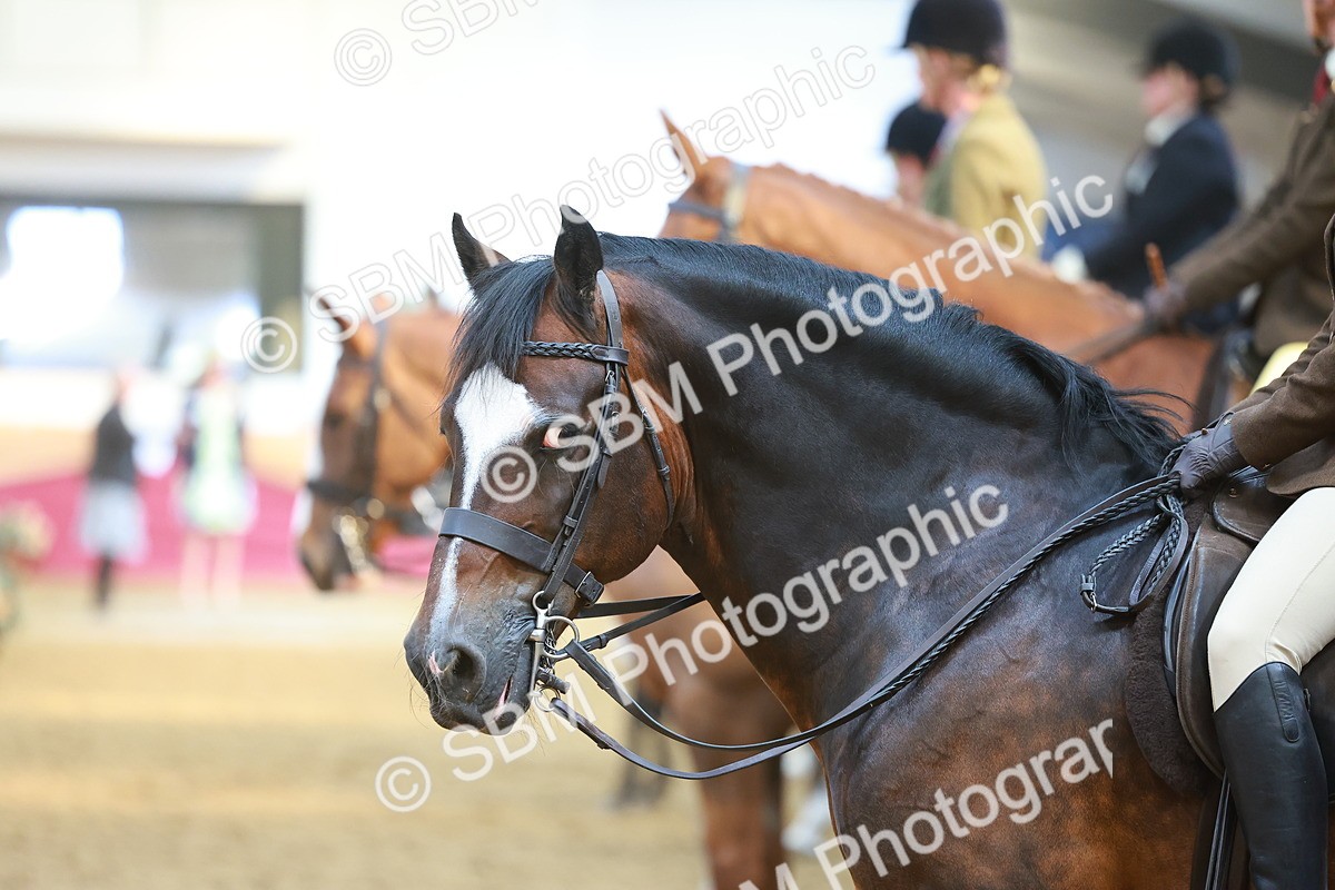 SBM_12516 - Class 103 - HOYS Veteran Qualifier - Ridden Pre Vet